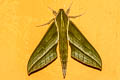 Xylophanes alexandrei