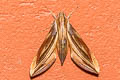 Xylophanes thyelia