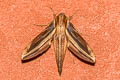 Xylophanes thyelia