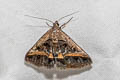 Acantholipes trajecta