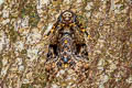 Greater Death's Head Hawkmoth Acherontia lachesis