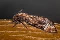 Greater Death's Head Hawkmoth Acherontia lachesis