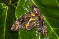 Greater Death's Head Hawkmoth Acherontia lachesis