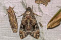 Greater Death's Head Hawkmoth Acherontia lachesis