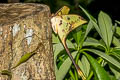 Malaysian Moon Moth Actias maenas