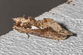 Allata duplius 