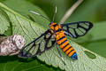 Grote's Wasp Moth Amata grotei