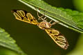 Tiger-striped Wasp Moth Amata polymita