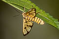 Tiger-striped Wasp Moth Amata polymita