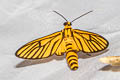 Amata tigrina