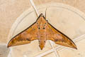 Cinnamon Gliding Hawkmoth Ambulyx moorei