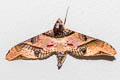 Mango Hawkmoth Amplypterus panopus