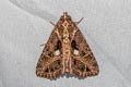 Ancara replicans