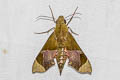 Northern Dark-green Hawkmoth Angonyx testacea