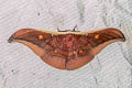 Assam Silkmoth Antheraea assamensis