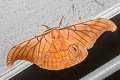 Antheraea borneensis