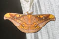 Oak Tasar Silkmoth Antheraea frithi