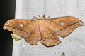 Oak Tasar Silkmoth Antheraea frithi