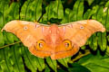 Antheraea helferi