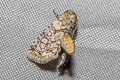 Aplotelia sp.