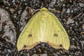 Arctornis rutila