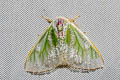 Arctornis semihyalina