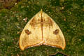 Arctornis sp.