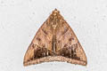 White-underwing Artena Artena dotata