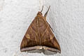 White-underwing Artena Artena dotata