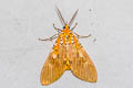 Asota ficus