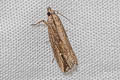 Nutgrass Borer Bactra venosana