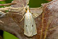 Calamotropha latella