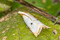 Calamotropha latella