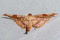 Calindoea corticina