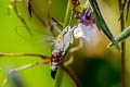 Pellucid Hawkmoth Cephonodes hylas