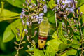 Pellucid Hawkmoth Cephonodes hylas