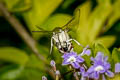 Pellucid Hawkmoth Cephonodes hylas