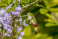 Pellucid Hawkmoth Cephonodes hylas