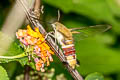 Pellucid Hawkmoth Cephonodes hylas
