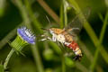 Pellucid Hawkmoth Cephonodes hylas