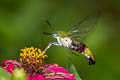 Pellucid Hawkmoth Cephonodes hylas