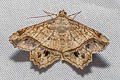 Chiasmia triangulata