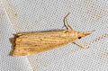 Rice Stalk Borer Moth Chilo plejadellus