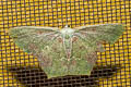 Chloroglyphica devecisi