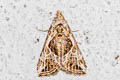 Chorsia albiscripta