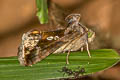 Green Garden Looper Chrysodeixis eriosoma