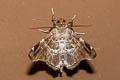 Claterna cydonia