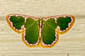 Comostola chlorargyra