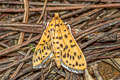 Conogethes sp.