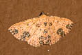 Corgatha nigripalpis